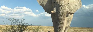 Souvenir du voyage de Busba, Namibie