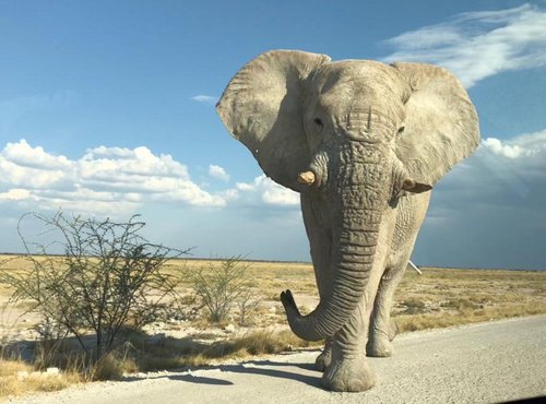 Souvenir du voyage de Busba, Namibie