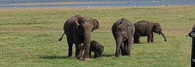 Souvenir du voyage de Herve, Sri Lanka