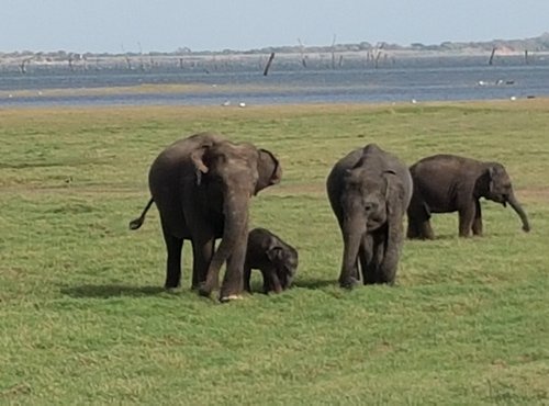 Souvenir du voyage de Herve, Sri Lanka