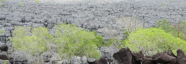 Souvenir du voyage de Bernard, Madagascar