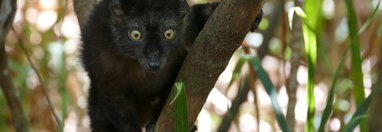 Souvenir du voyage de Bernard, Madagascar