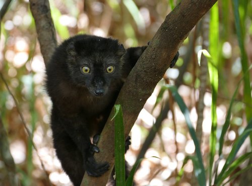 Souvenir du voyage de Bernard, Madagascar