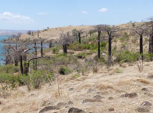 Souvenir du voyage de Bernard, Madagascar