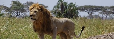 Souvenir du voyage de Valérie, Tanzanie