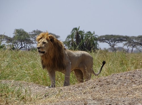 Souvenir du voyage de Valérie, Tanzanie