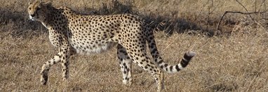 Souvenir du voyage de Valérie, Tanzanie