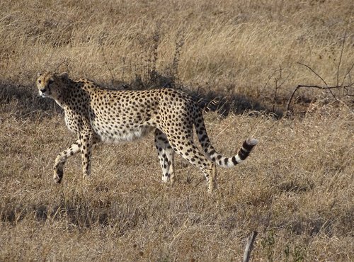 Souvenir du voyage de Valérie, Tanzanie