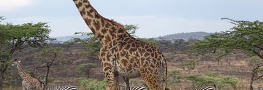 Souvenir du voyage de Valérie, Tanzanie