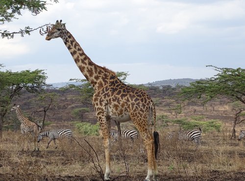 Souvenir du voyage de Valérie, Tanzanie