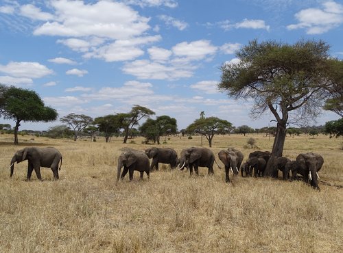 Souvenir du voyage de Valérie, Tanzanie