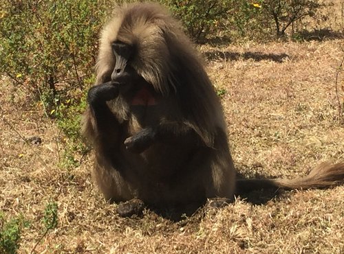 Souvenir du voyage de Muriel, Ethiopie