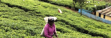 Souvenir du voyage de Laurent, Sri Lanka