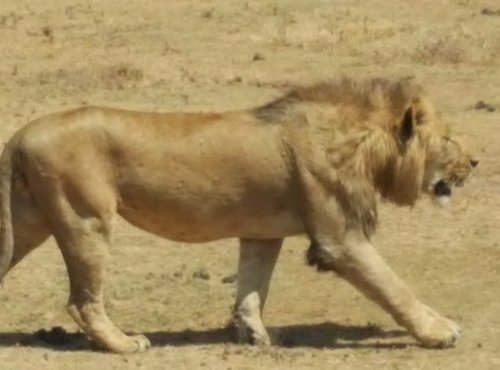 Souvenir du voyage de Stéphane, Tanzanie
