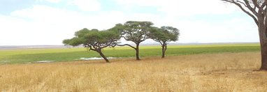 Souvenir du voyage de Stéphane, Tanzanie