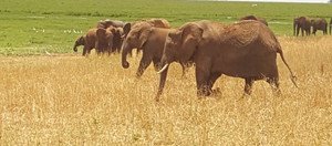 Souvenir du voyage de Stéphane, Tanzanie