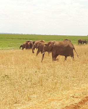 Souvenir du voyage de Stéphane, Tanzanie