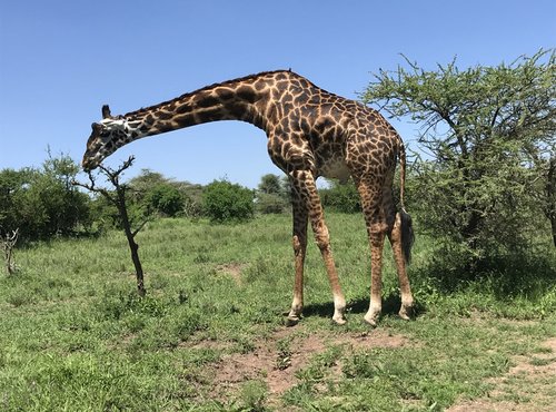 Souvenir du voyage de Nizar, Tanzanie