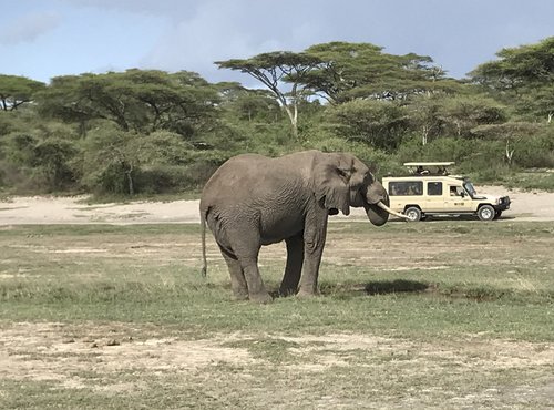 Souvenir du voyage de Nizar, Tanzanie