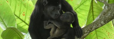 Souvenir du voyage de Angélique, Costa Rica