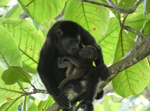 Souvenir du voyage de Angélique, Costa Rica