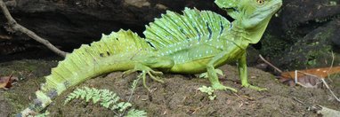 Souvenir du voyage de Angélique, Costa Rica