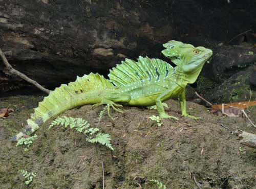 Souvenir du voyage de Angélique, Costa Rica