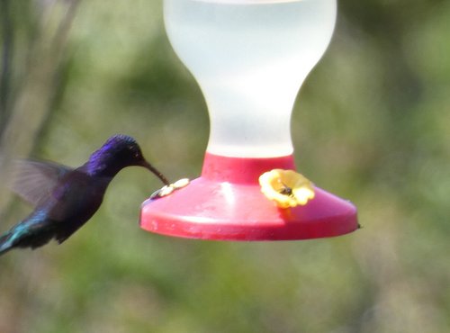 Souvenir du voyage de Angélique, Costa Rica