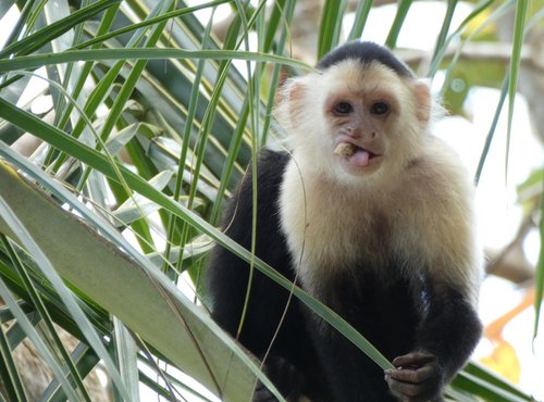 Souvenir du voyage de Angélique, Costa Rica