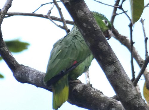 Souvenir du voyage de Angélique, Costa Rica