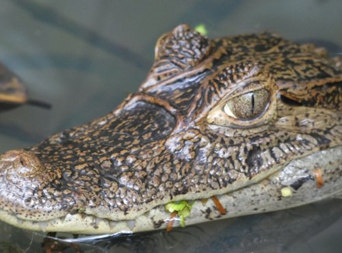 Souvenir du voyage de Angélique, Costa Rica