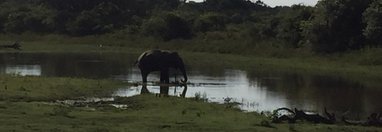 Souvenir du voyage de Pierre, Sri Lanka