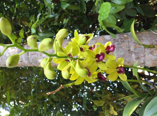 Souvenir du voyage de Pierre, Sri Lanka