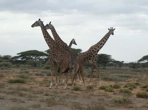 Souvenir du voyage de Didier, Tanzanie