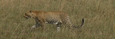 Souvenir du voyage de Didier, Tanzanie