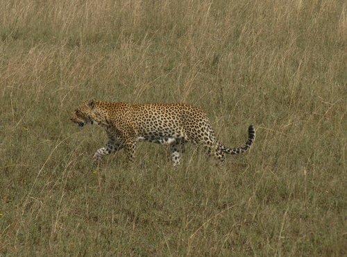 Souvenir du voyage de Didier, Tanzanie