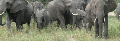 Souvenir du voyage de Didier, Tanzanie