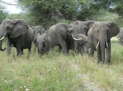 Souvenir du voyage de Didier, Tanzanie