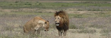 Souvenir du voyage de Didier, Tanzanie