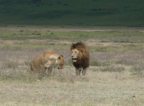Souvenir du voyage de Didier, Tanzanie