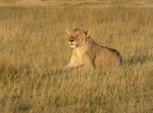 Souvenir du voyage de Patrice, Kenya