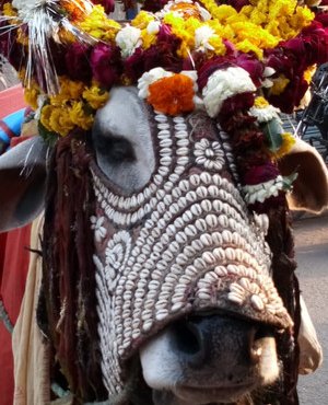 Souvenir du voyage de Philippe, Inde