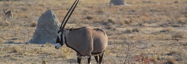 Souvenir du voyage de Lucie, Namibie