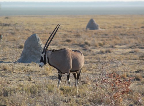 Souvenir du voyage de Lucie, Namibie