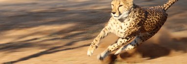 Souvenir du voyage de Bea, Namibie