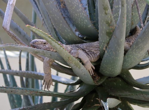 Souvenir du voyage de Bea, Namibie