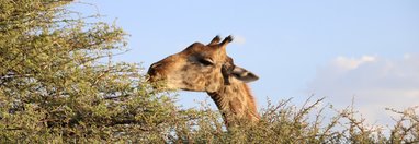 Souvenir du voyage de Bea, Namibie