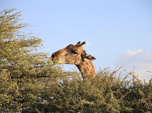 Souvenir du voyage de Bea, Namibie