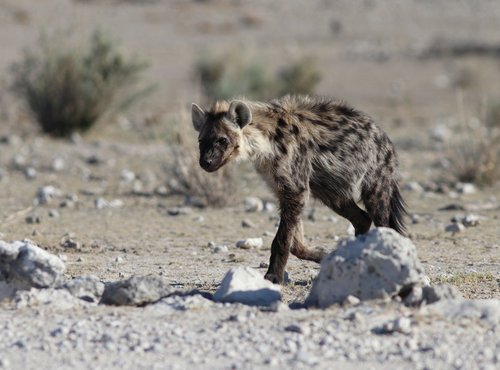 Souvenir du voyage de Bea, Namibie