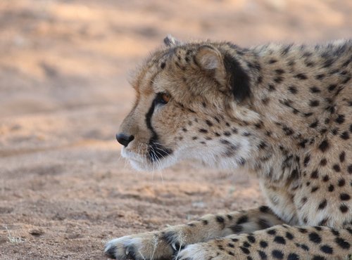 Souvenir du voyage de Bea, Namibie